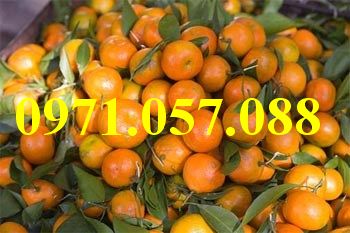 Cây giống quýt đường thái